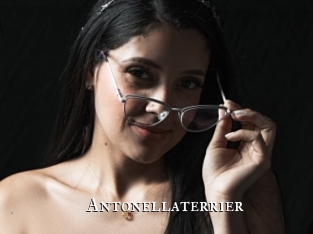 Antonellaterrier