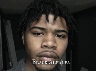 Black_Alfalfa