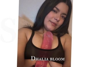 Dhalia_bloom