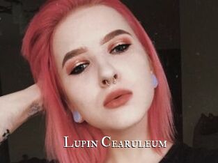 Lupin_Cearuleum