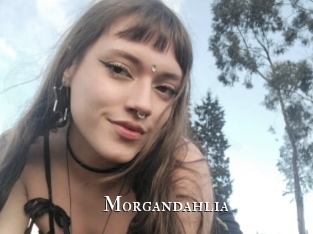 Morgandahlia