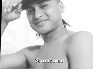 Scottrosee