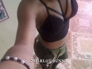 Sharlot_bunny